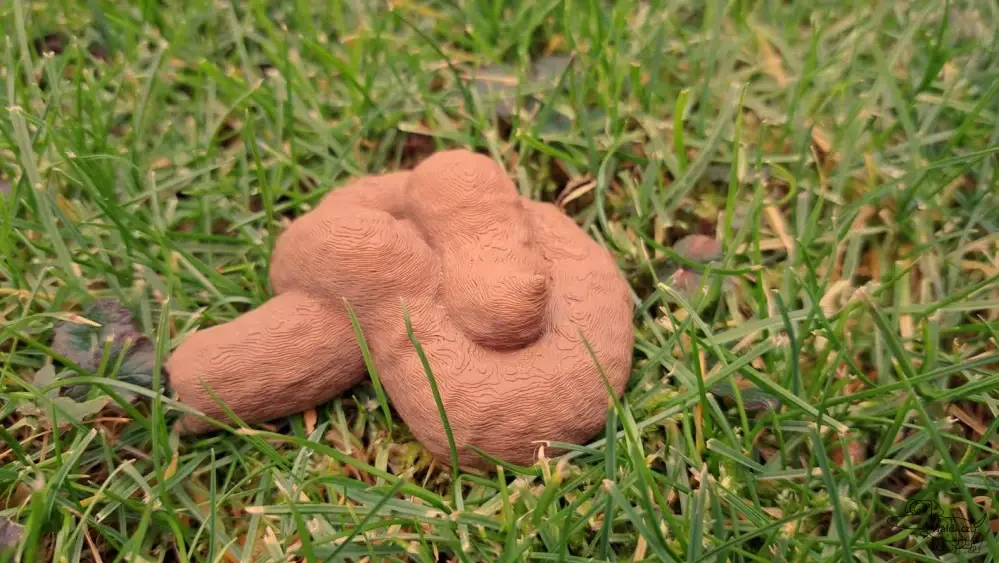 Poop (ho*ínko)